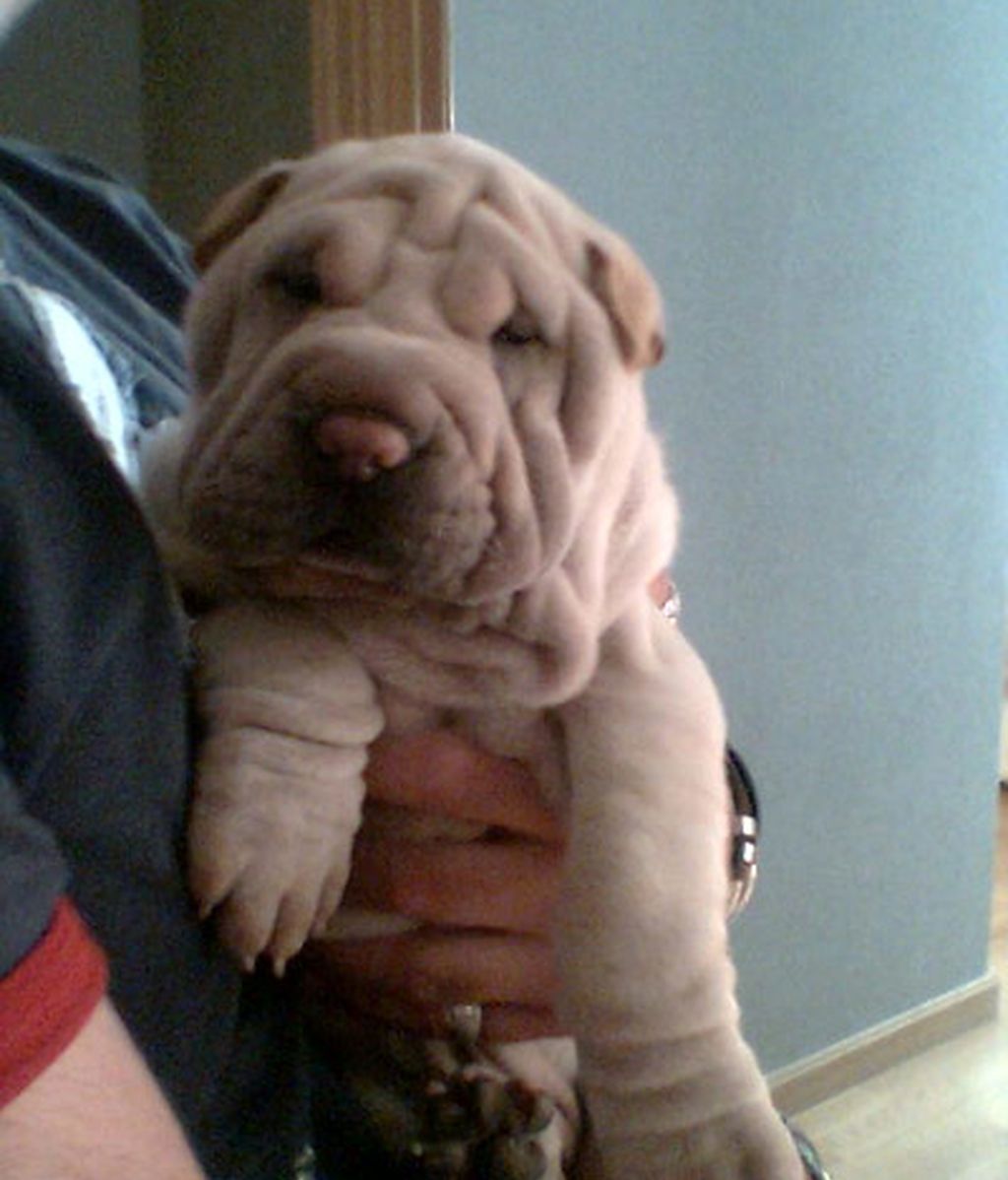 Princesa 'Lolota'