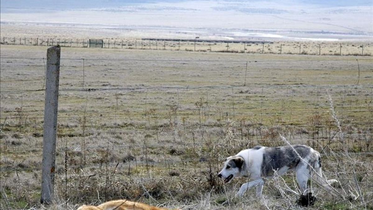 Imagen de Dulcinea (d), una perra que ha velado durante más de quince días el cadáver de otro canino que murió atropellado por un vehículo en la cuneta de la carretera que une El Espinar (Segovia) con Ávila, sin separarse de su compañero en todo ese tiempo. EFE