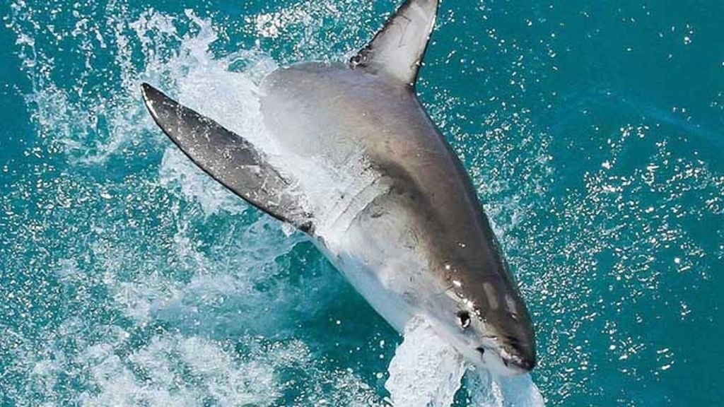 ¡Tiburón a la vista! Así es estar cara a cara con un escualo