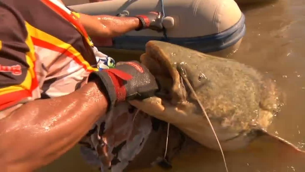 Frank pesca un siluro