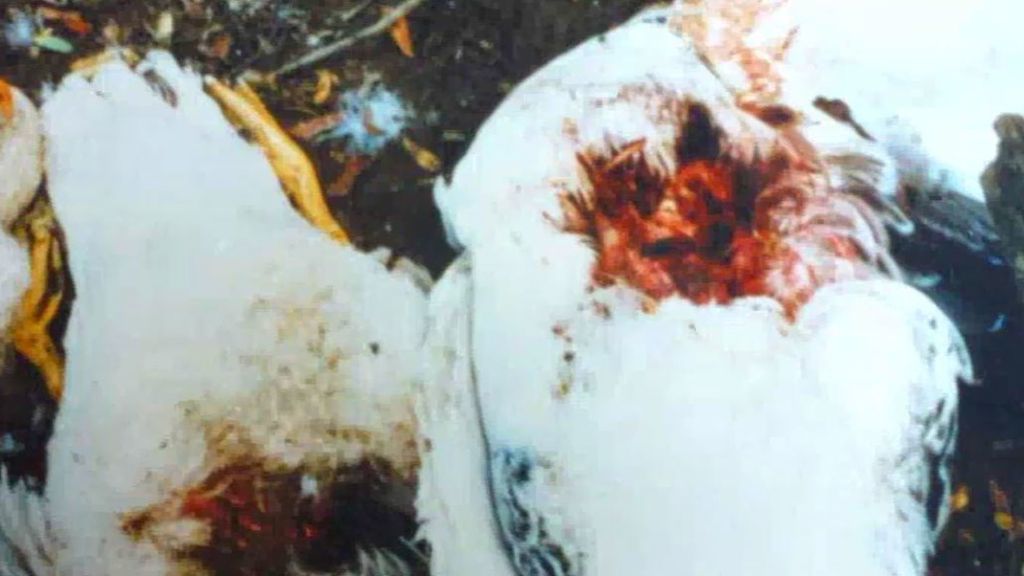 Oleada de ganado mutilado en Dozon
