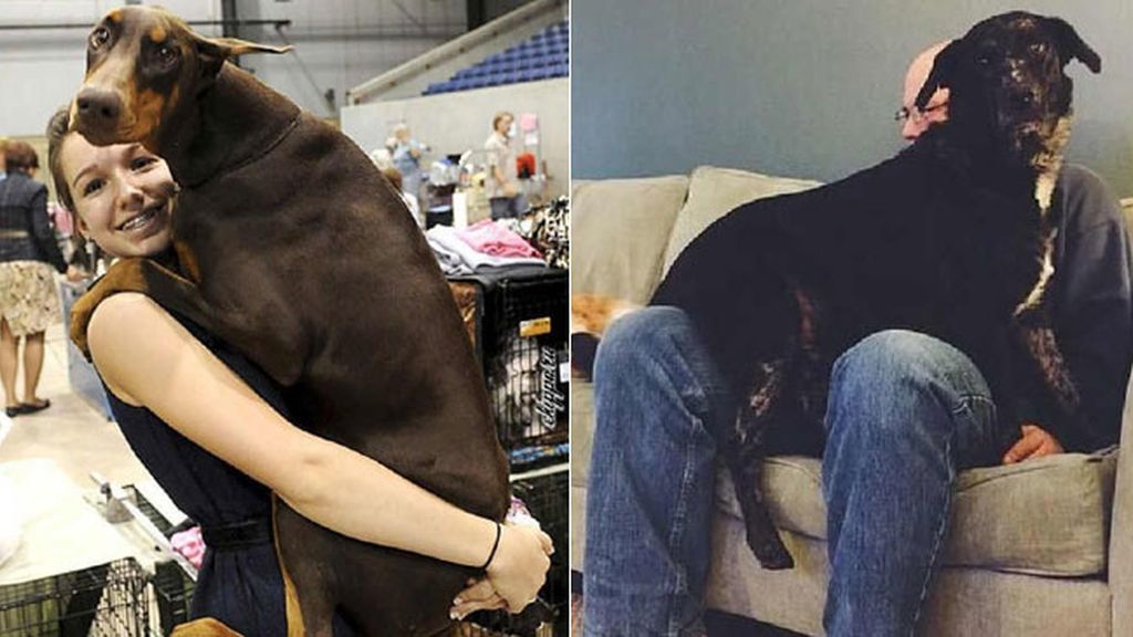 Los perros XXL más famosos de Internet