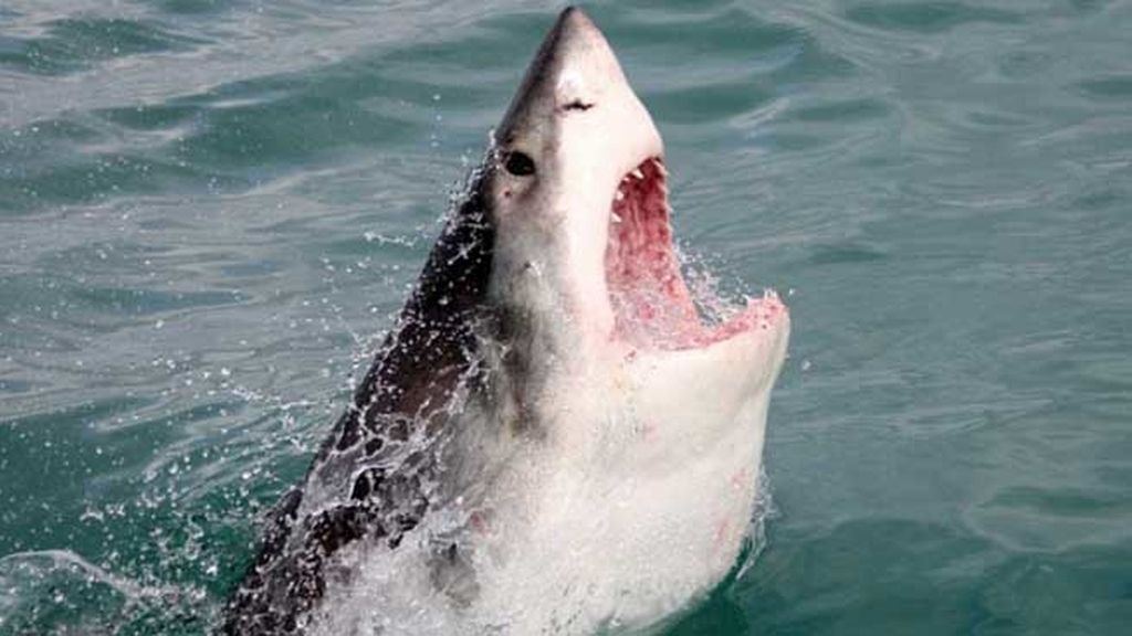 ¡Tiburón a la vista! Así es estar cara a cara con un escualo