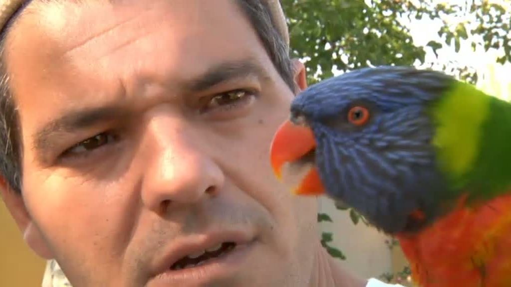 La cabra montesa y el buitre leonado despiden 'La selva en casa'