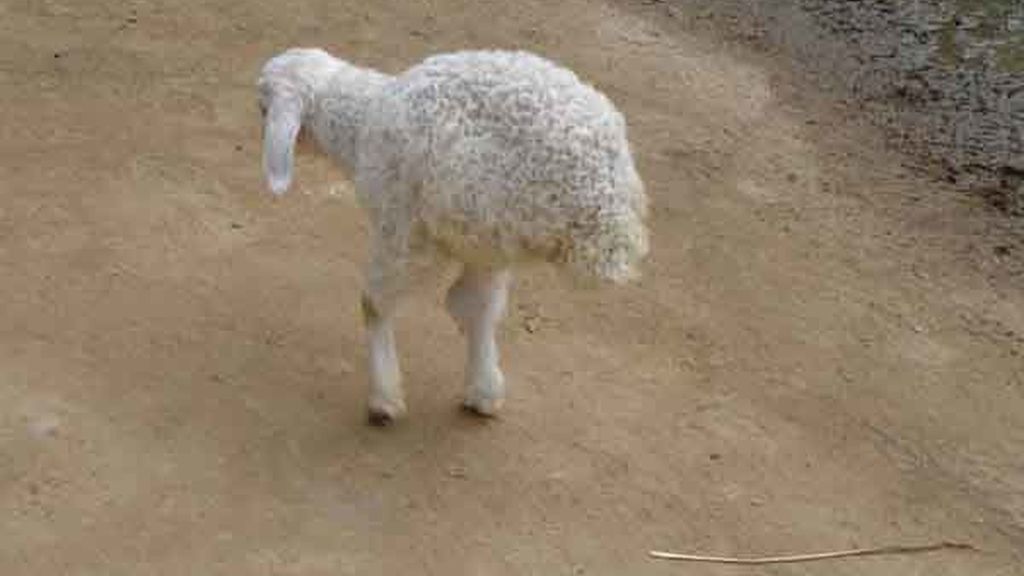 La oveja china con dos patas