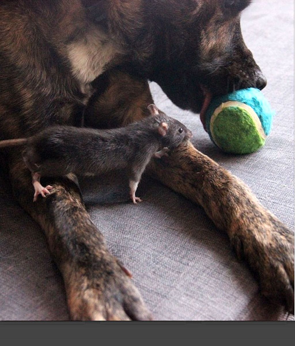 Una rata y un perro, un ejemplo de convivencia