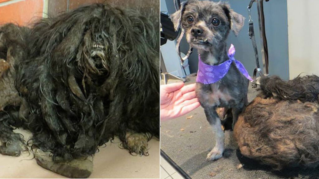 Perros antes y después de ser rescatados