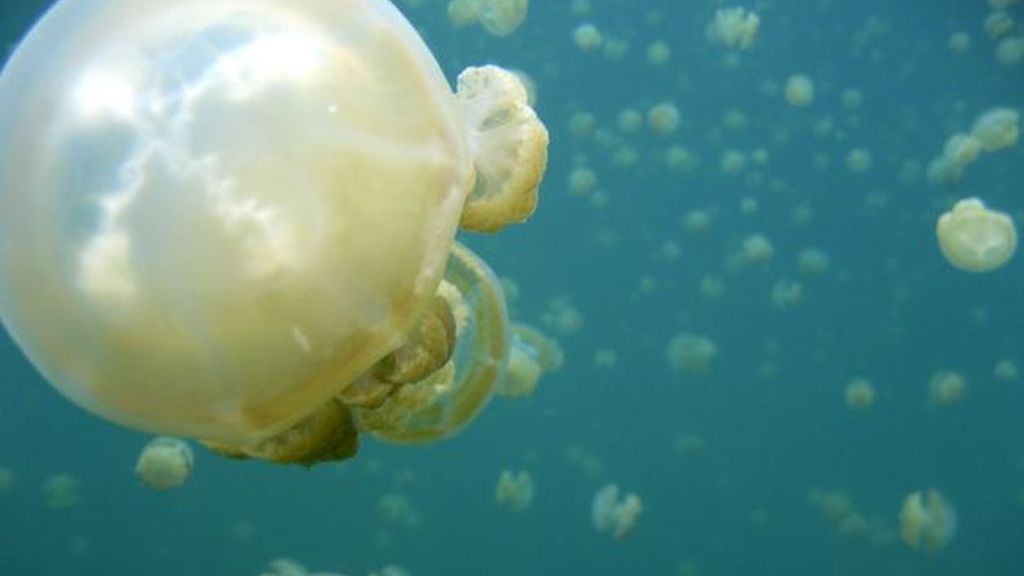 Medusas en el Mediterráneo