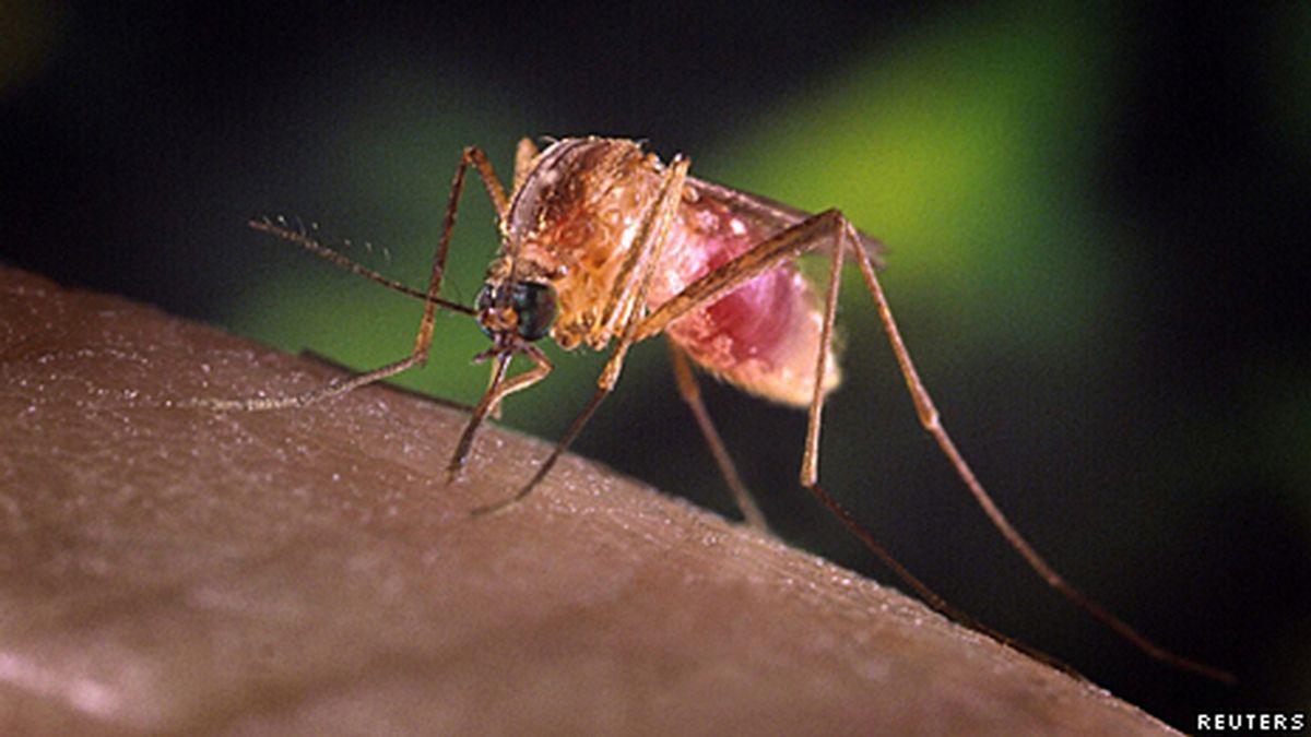 Virus Nilo Virus Nilo