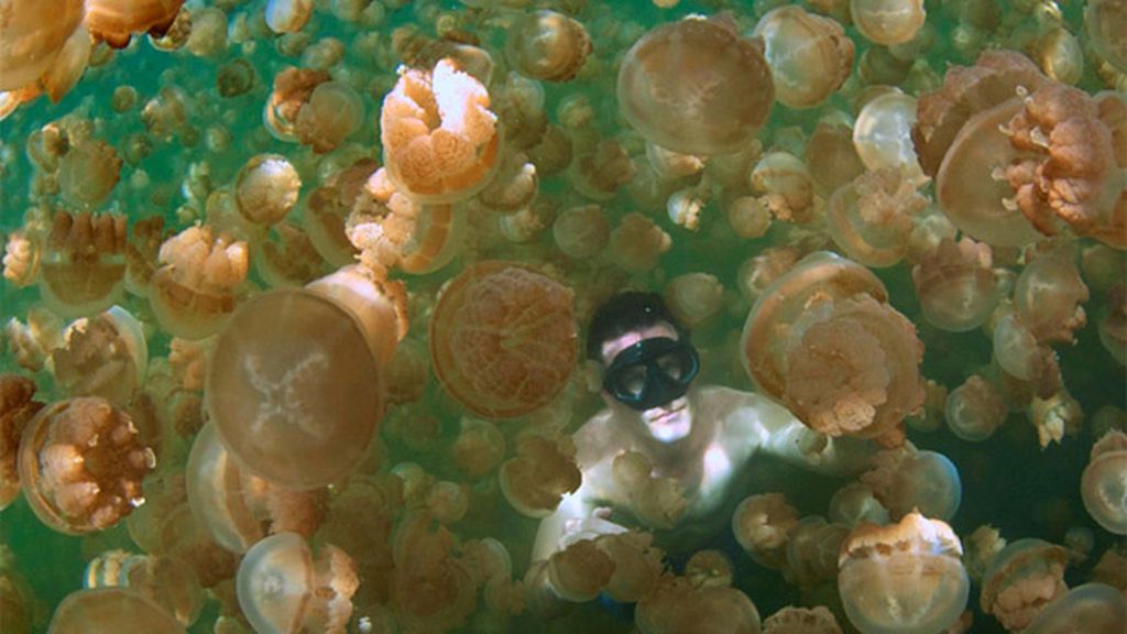 Nadando entre medusas