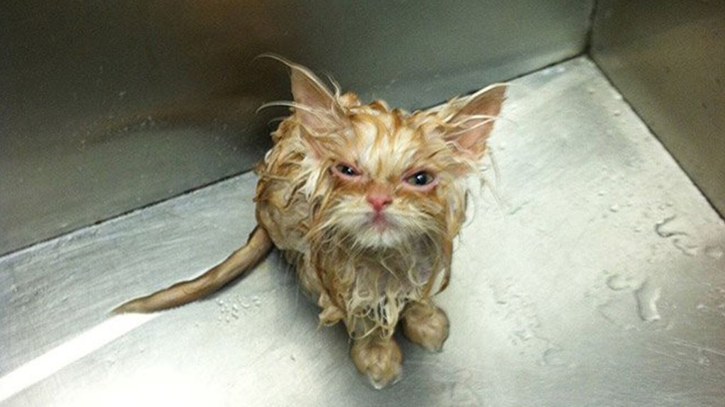 La mirada más aterradora de los gatos