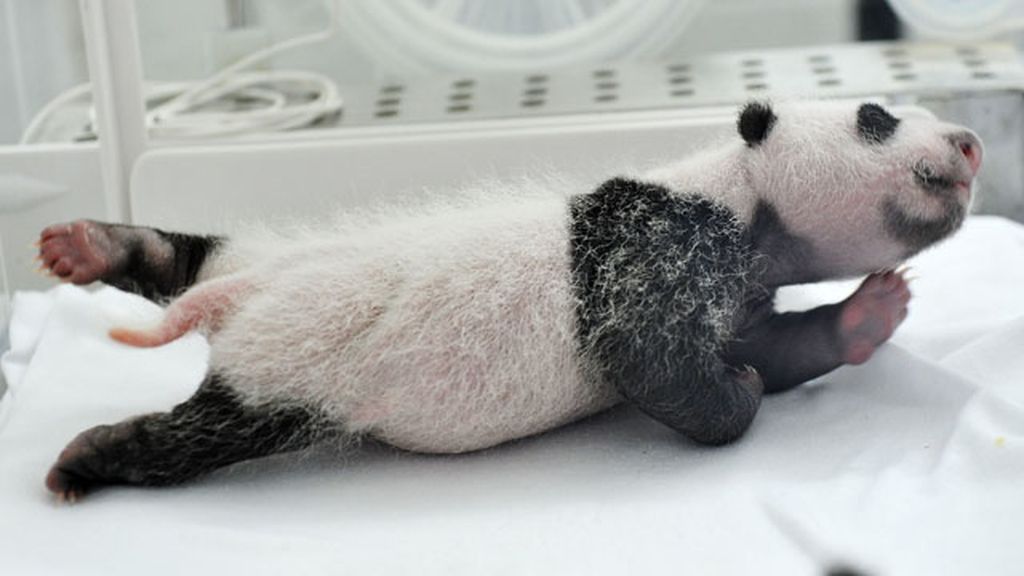 El primer mes de los primeros trillizos de panda