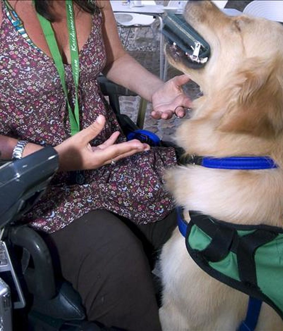 Reclaman que los animales compañía entren en los hospitales y las cárceles como terapia. EFE/Archivo