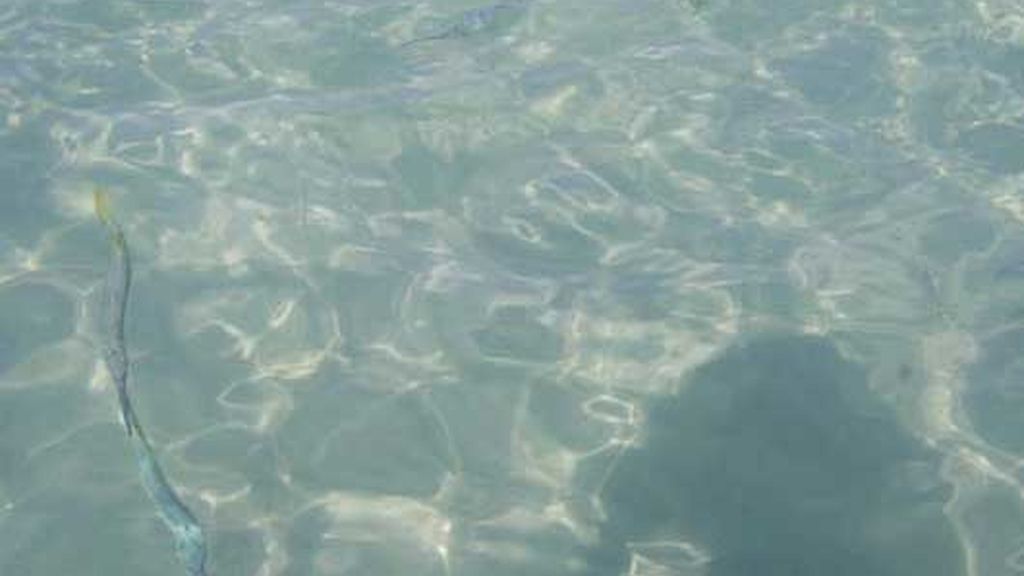 Luna de miel en Jamaica