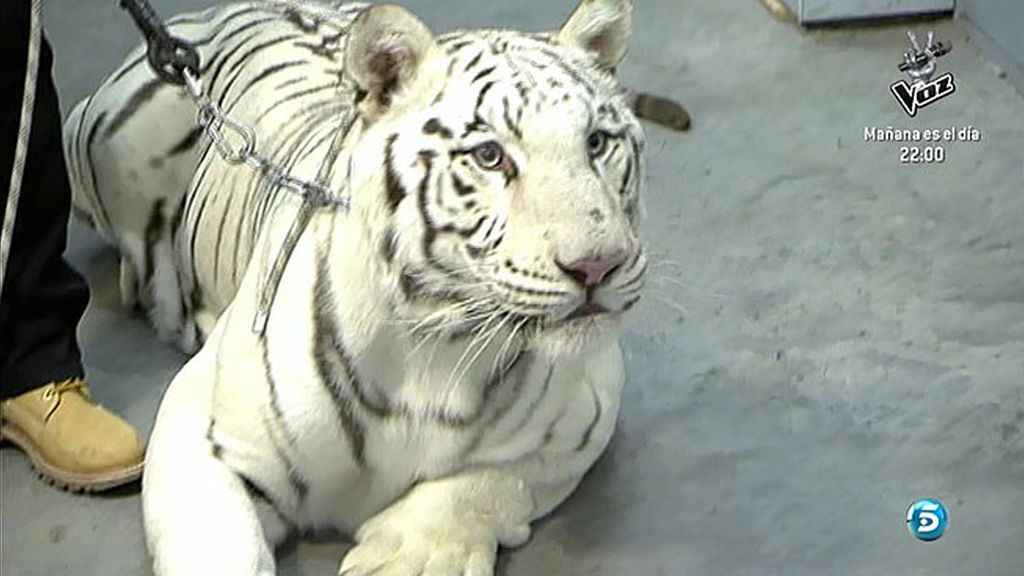 Un tigre atemoriza a muchos en Sálvame