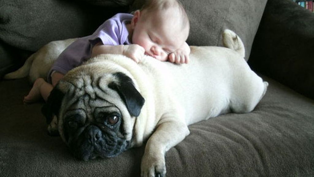 Compañeros para todo