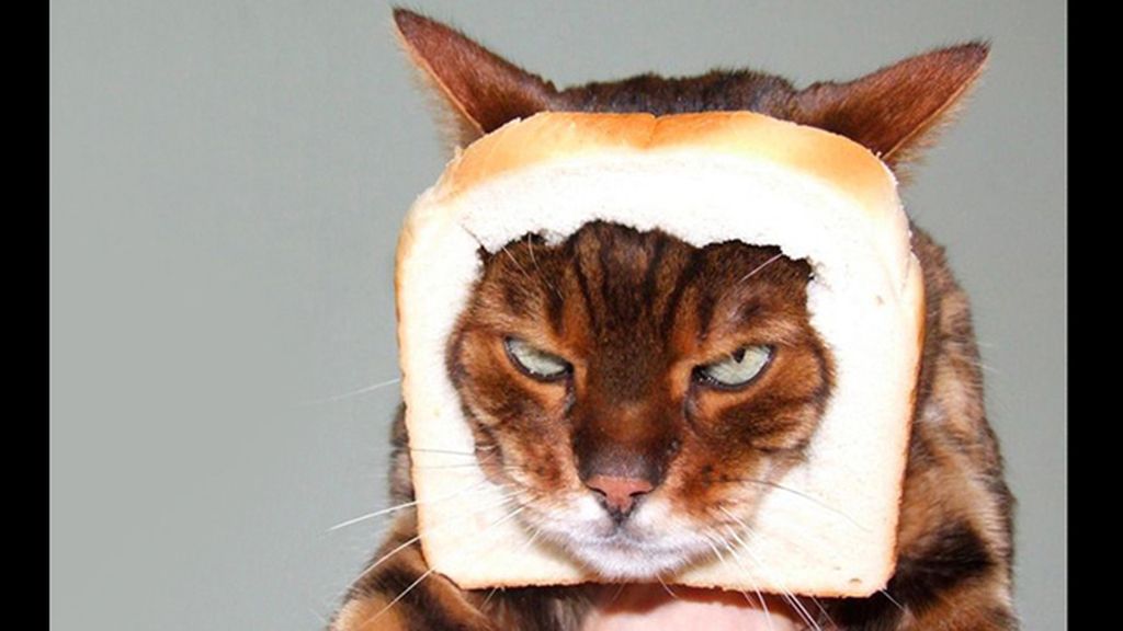 La mirada más aterradora de los gatos