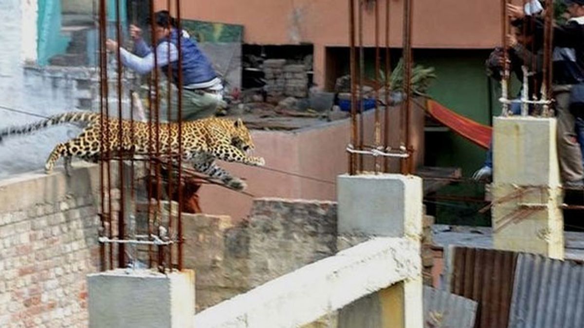 leopardo, India