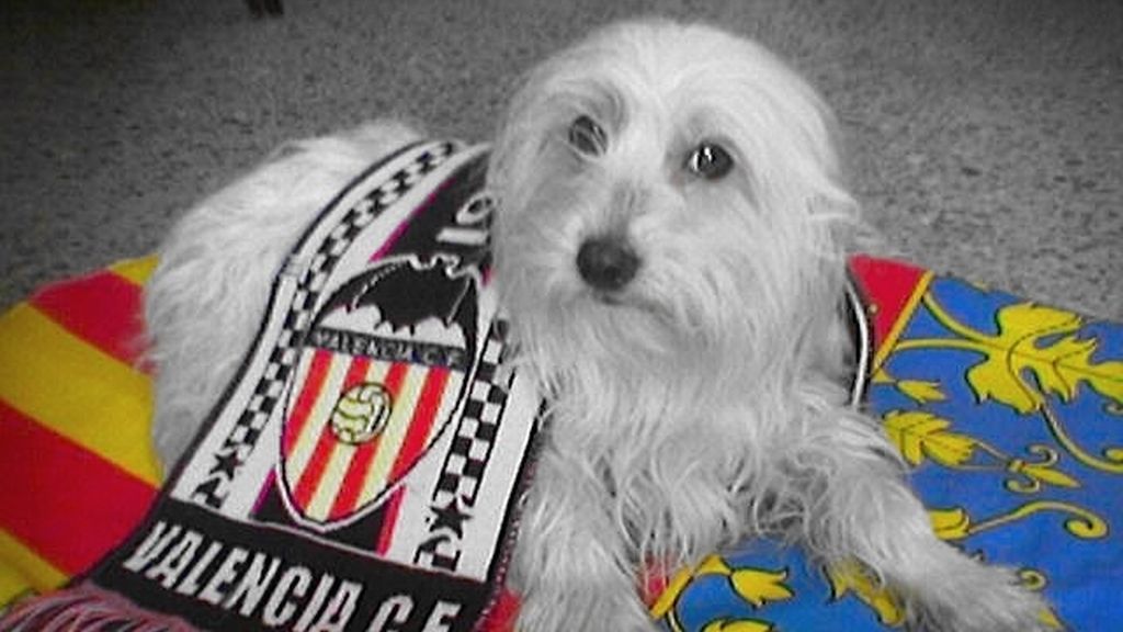 Concursantas Efecto ¡GUAU!... de mascotas