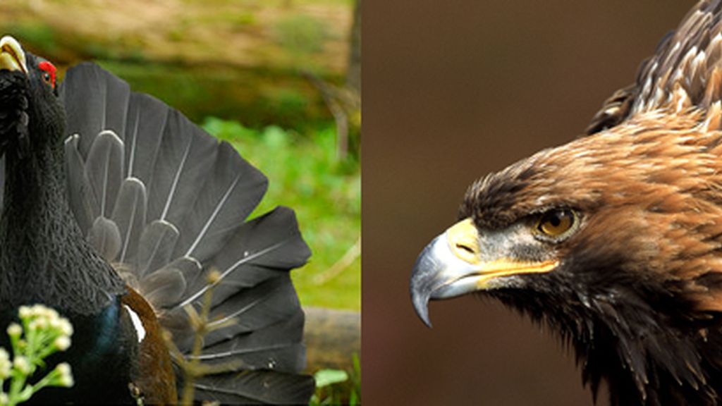 urogallo águila