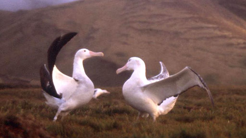 Nómadas del Viento (2001)