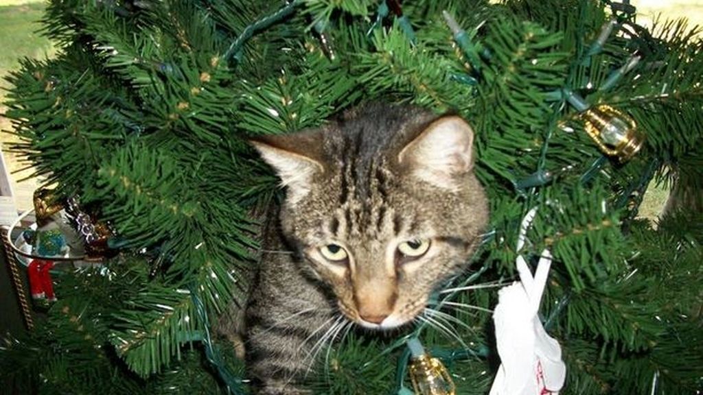Los gatos más navideños se esconden entre abetos