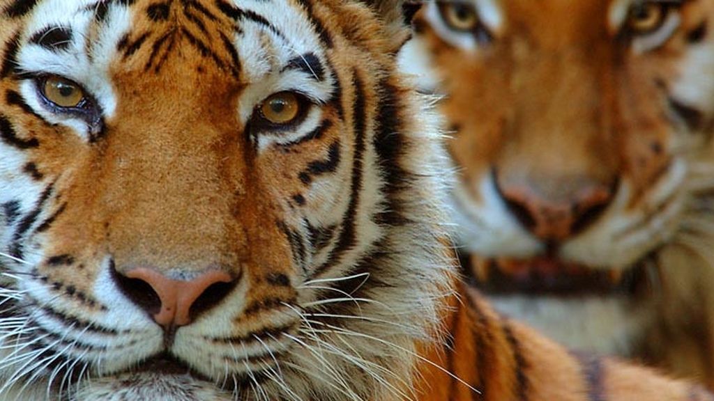 El sorprendente mundo animal