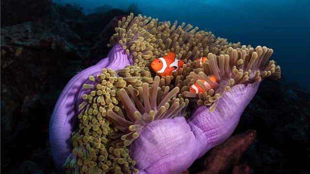 Un fotógrafo encuentra a Nemo