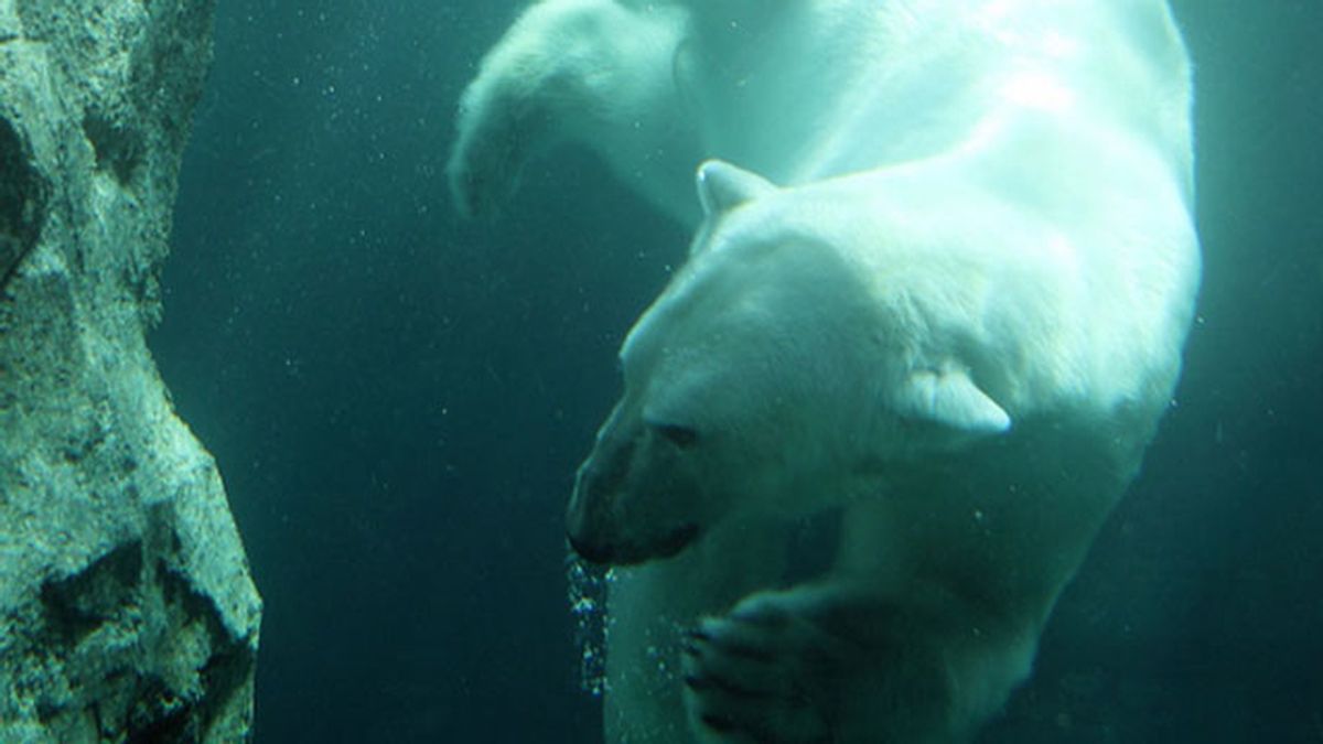 Oso polar disfruta de un baño en la Antártida