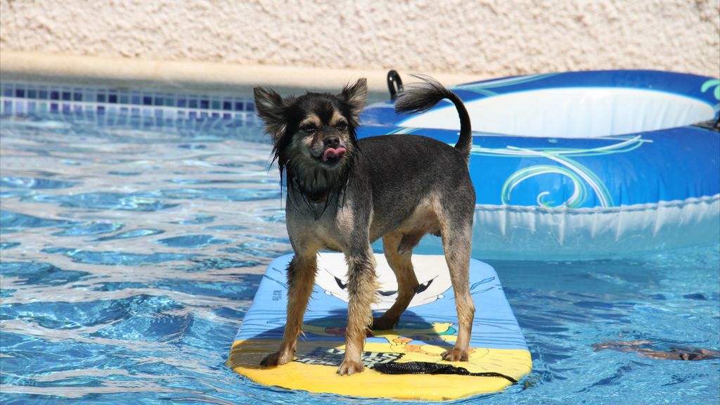 Concursantas Efecto ¡GUAU!... de mascotas