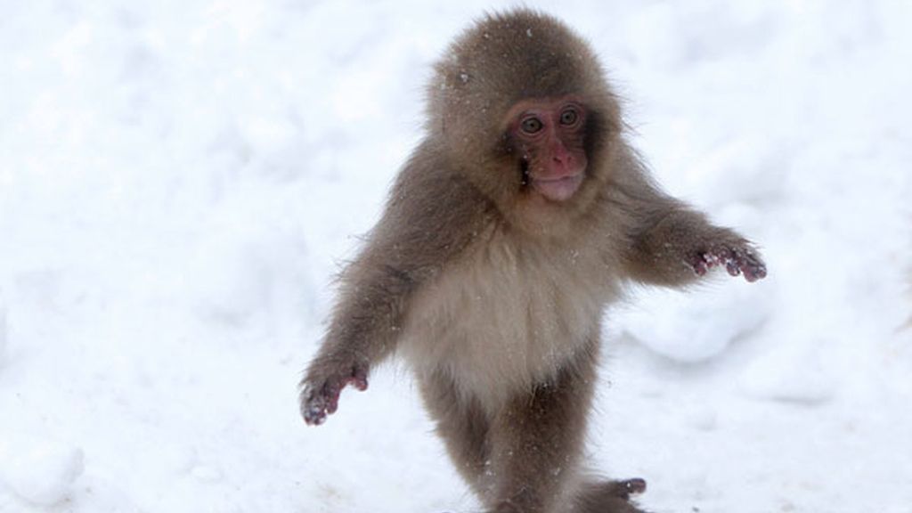 Los monos también juegan con la nieve