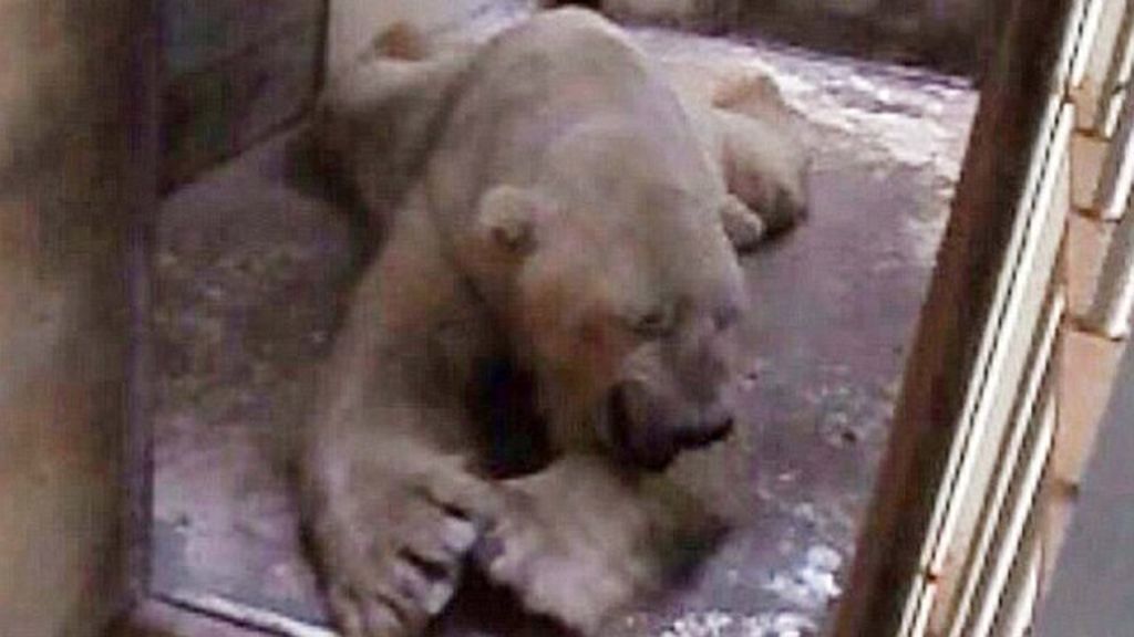 Un oso polar es el animal más triste del mundo