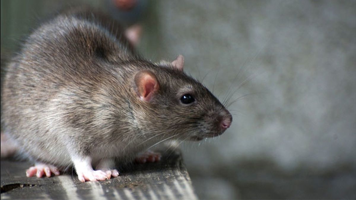 ratas, rata, ratón