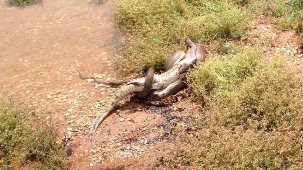 Una serpiente se traga un cocodrilo