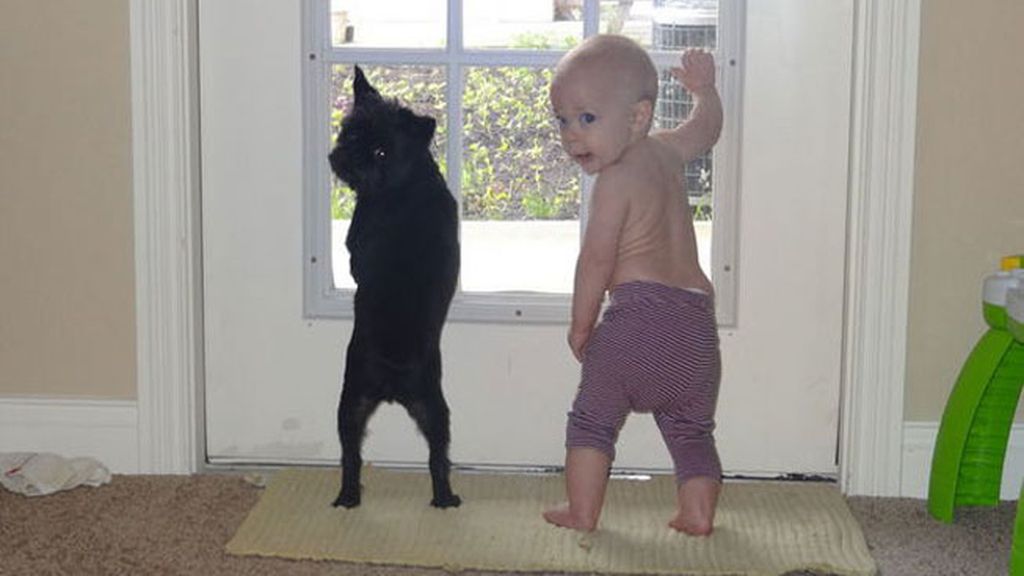 Compañeros para todo