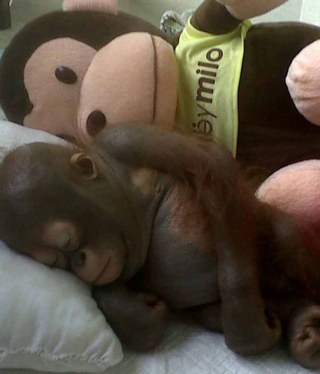 Enjaulado en un gallinero