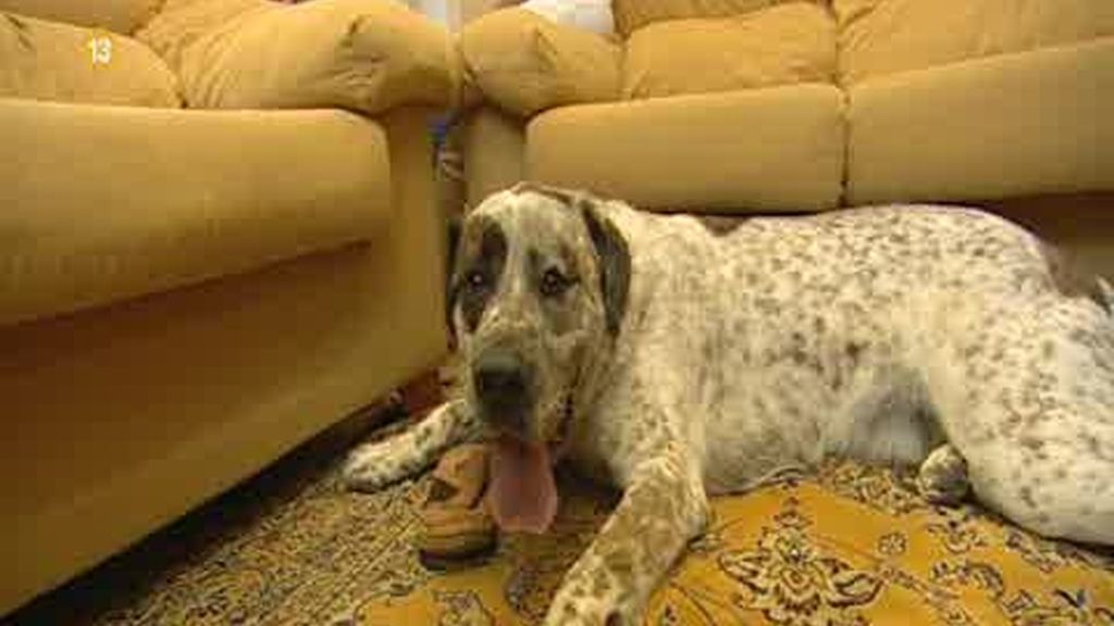 Promo Malas pulgas: ¿Mascotas, o fieras?