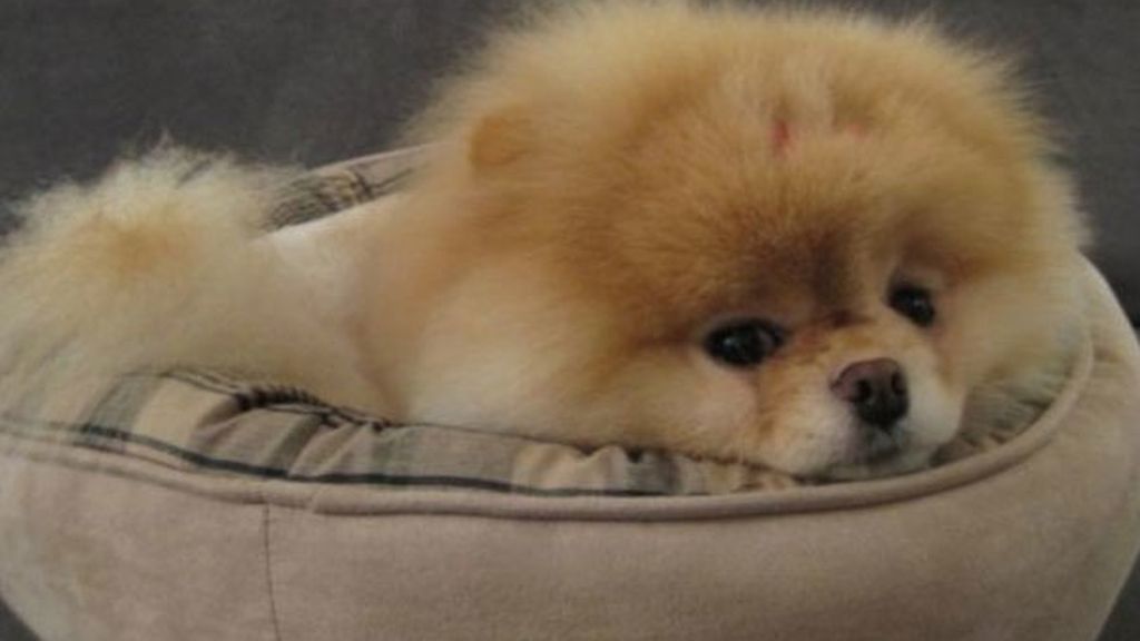 Boo, el perro don dos millones de fans en Facebook