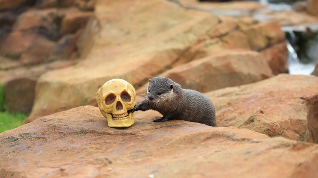 Los animales también disfrutan de Halloween