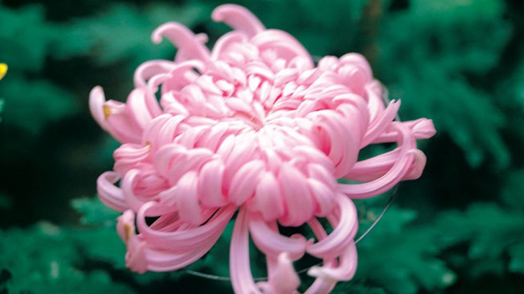 China y Corea, el crisantemo simboliza la muerte y los funerales