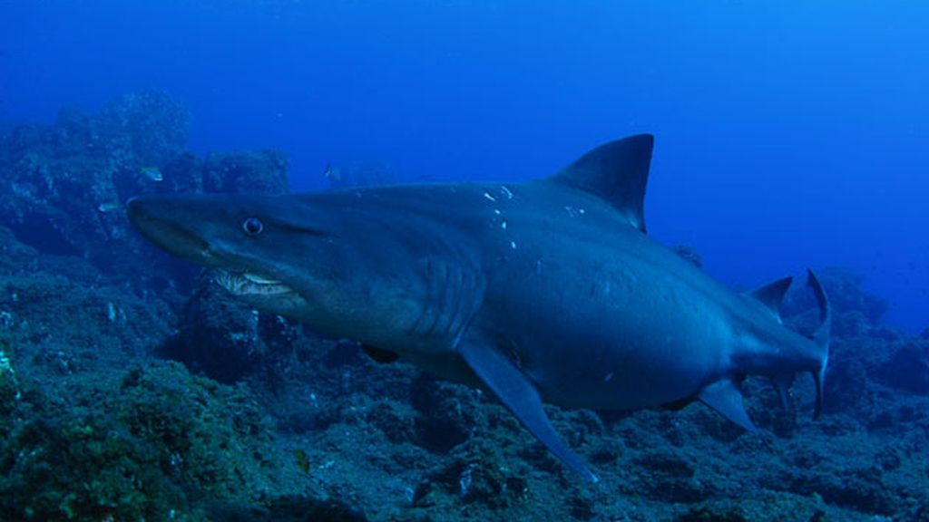 Fotografía submarina en El Hierro