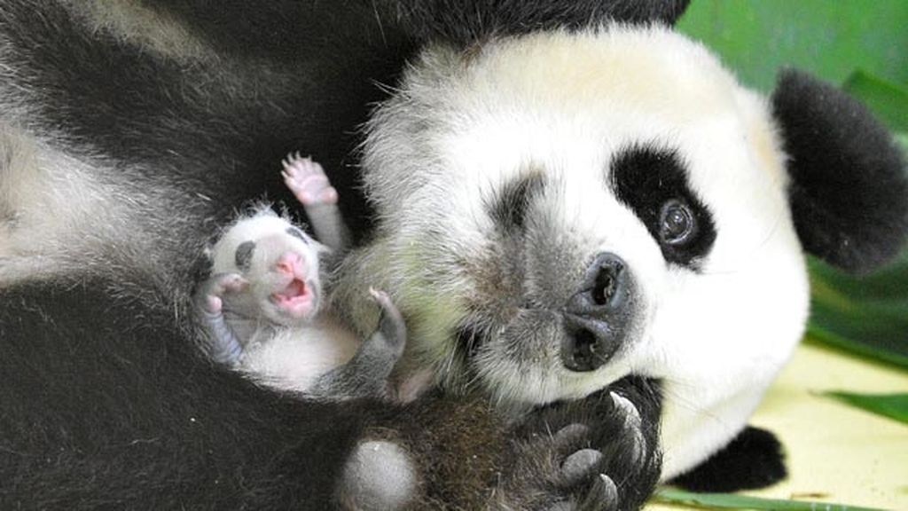 El primer mes de los primeros trillizos de panda