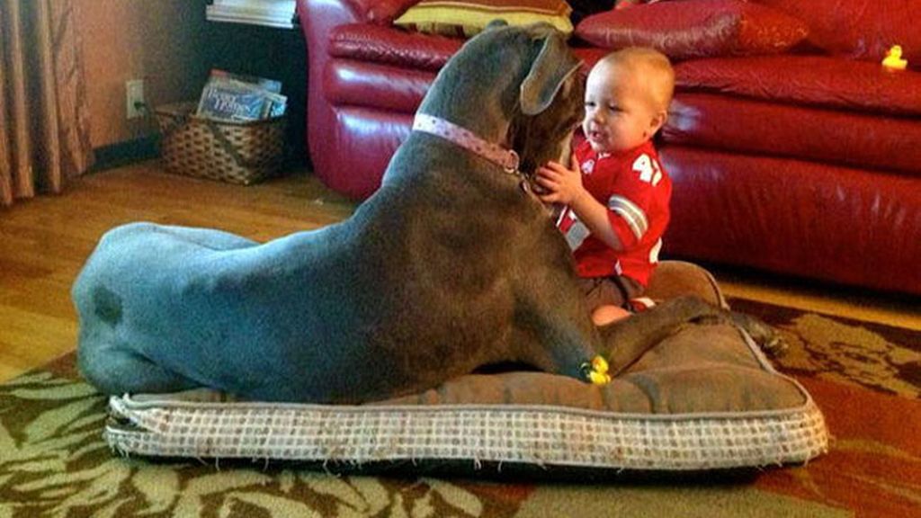 Compañeros para todo