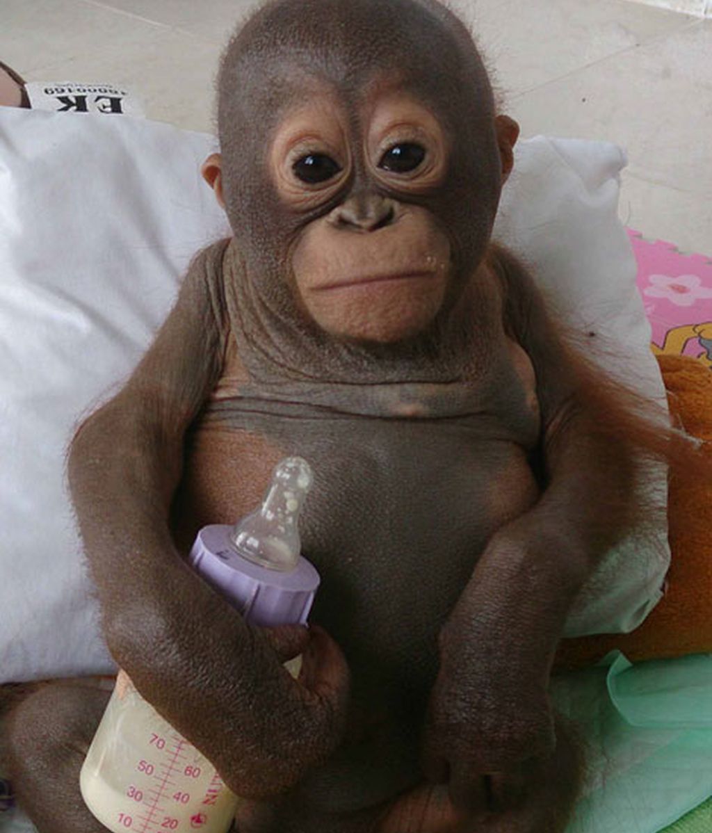 Así sobrevivió Budi, un bebé orangután maltratado durante 10 meses