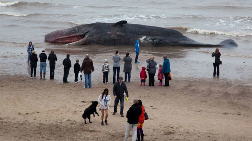 Aparece una ballena muerta en una playa de Reino Unido