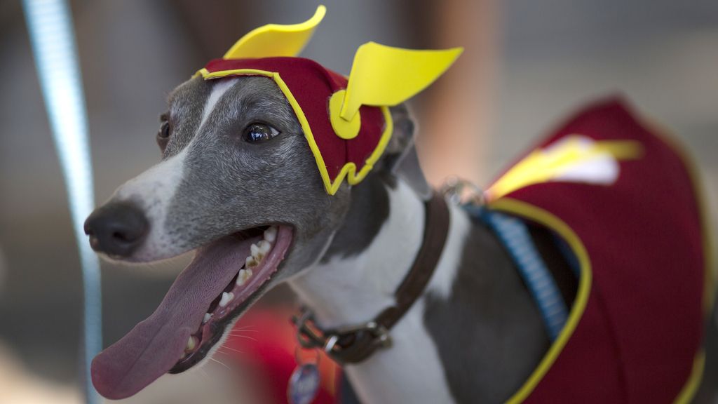 Los perros también son protagonistas en el Carnaval de Río