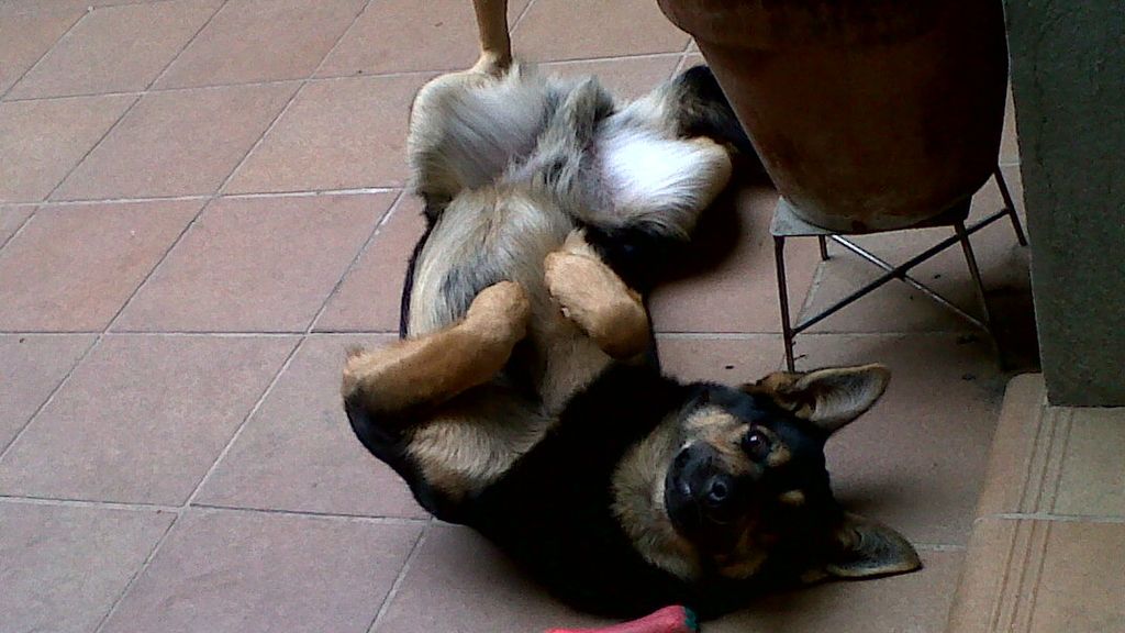 Concursantas Efecto ¡GUAU!... de mascotas