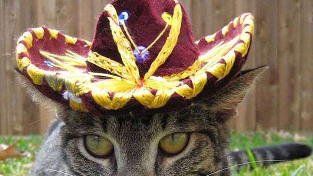 El último maullido en moda felina: Sombreros para gatos