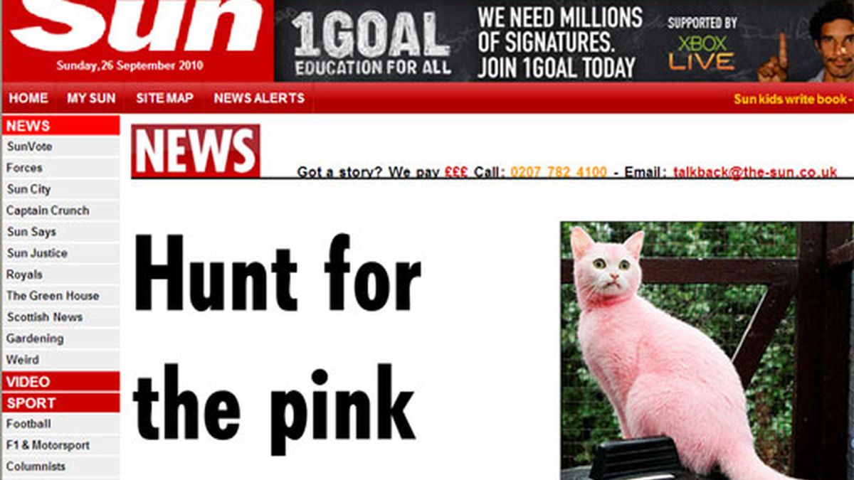 La gata rosa, afortunadamente se encuentra sana y cuidada por especialistas. Foto: The Sun La gata rosa, afortunadamente se encuentra sana y cuidada por especialistas. Foto: The Sun