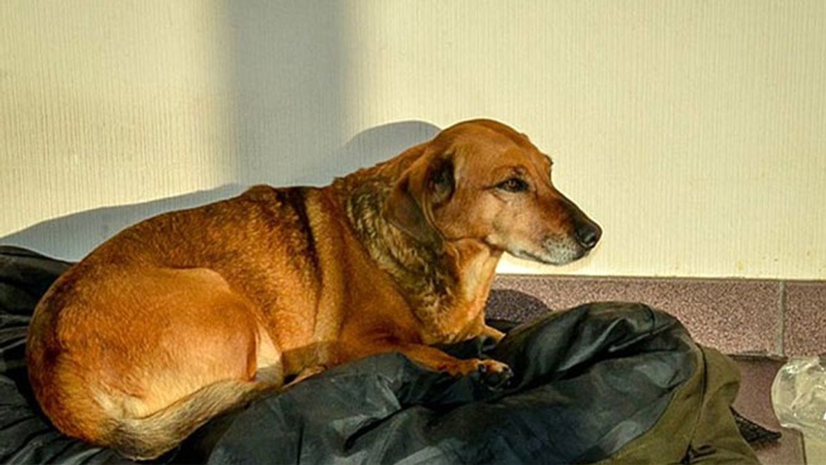 perro abandonado,perro fiel,Rusia,Masha,perra Masha,hospital Siberia